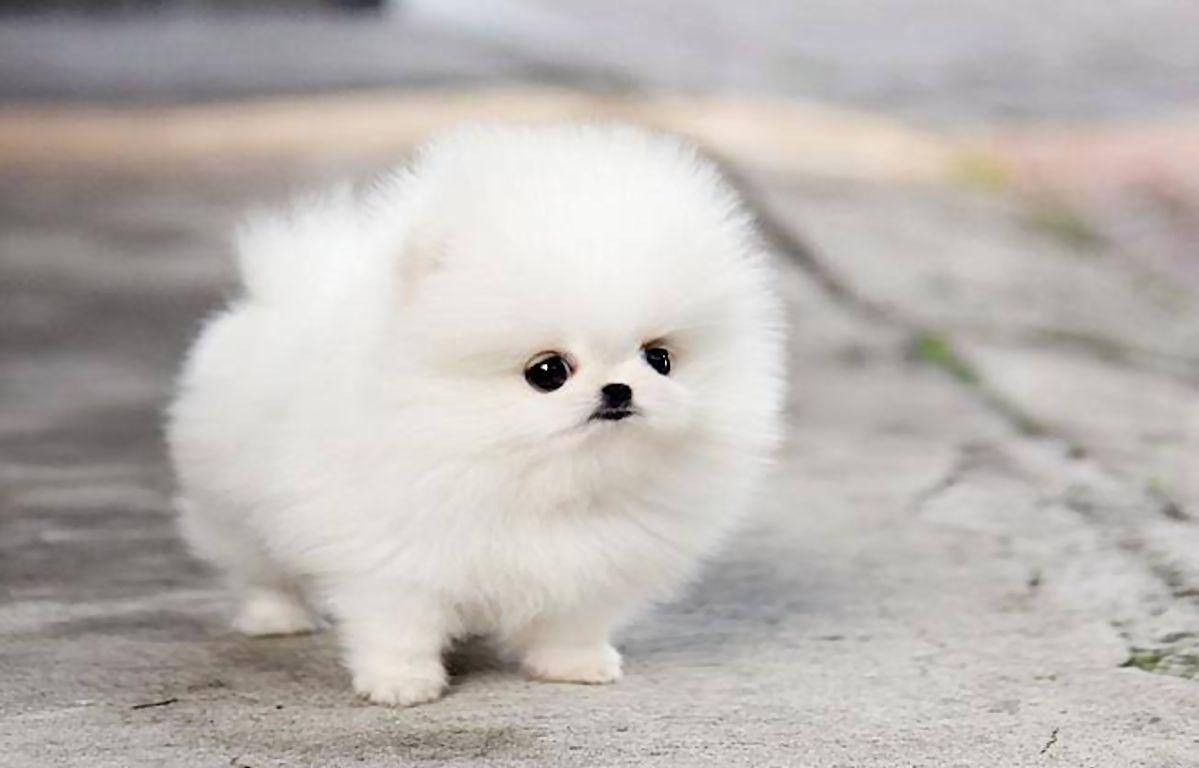 T-Cup Pomeranian puppies for Good Homes