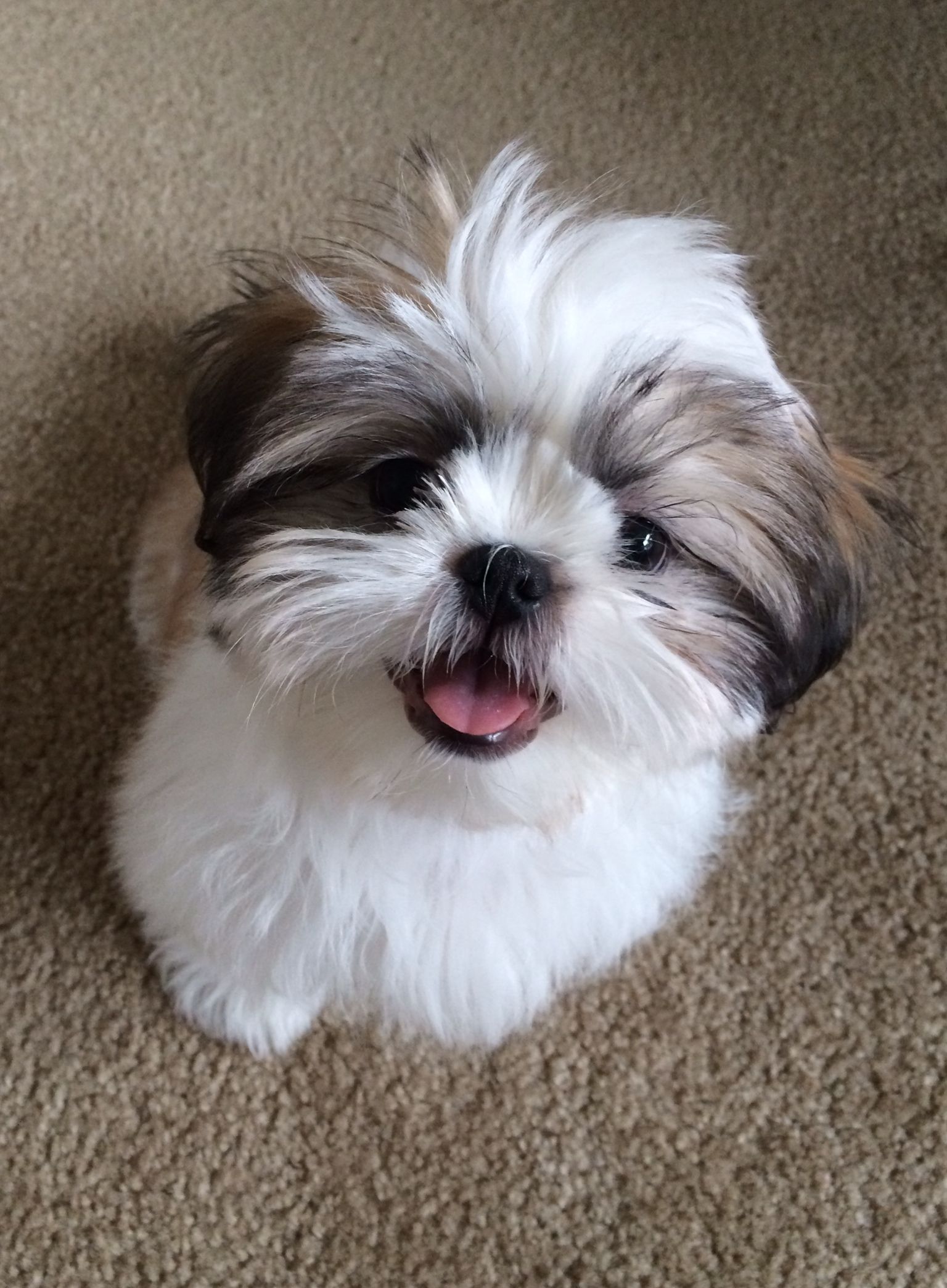 Shih tzu puppies Available now