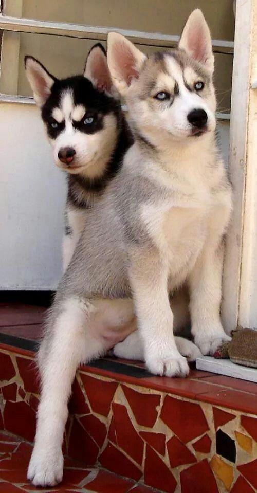 Healthy Siberian Husky Puppies available