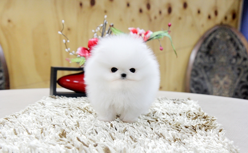 T-Cup Pomeranian puppies for Good Homes