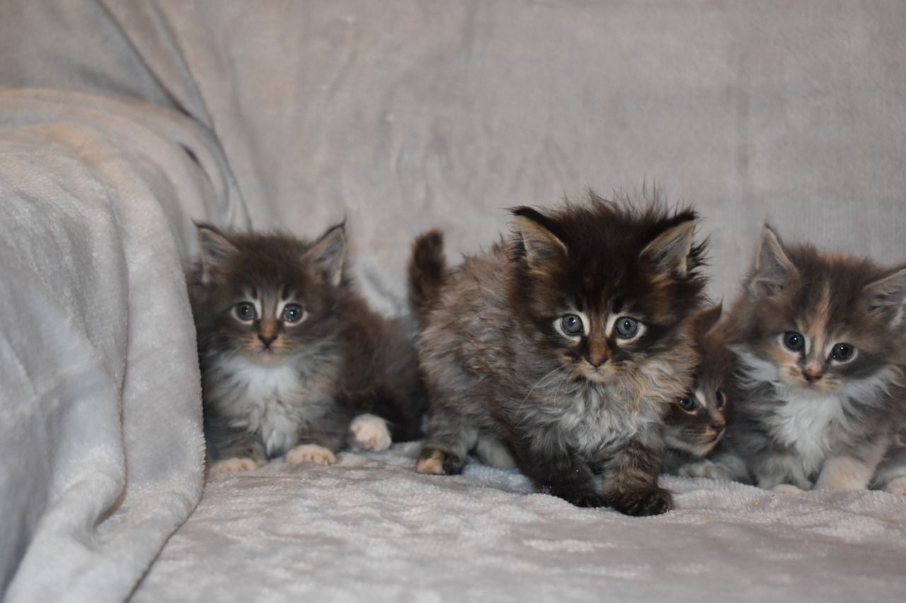 Males and females beautiful Maine coons kittens