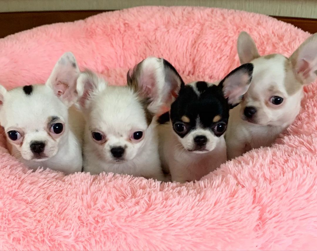 Stunning chihuahua puppies from top lineage