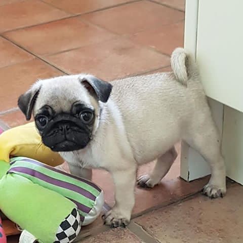 Male and Female Pug puppies available