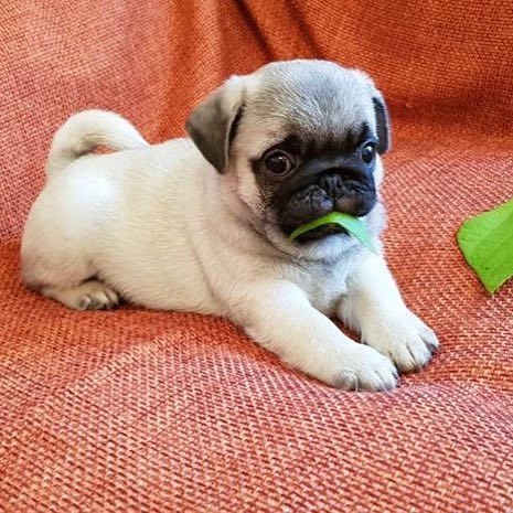 Available F/M Pug Pups,,,