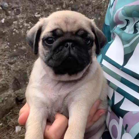 Male and Female Pug puppies available