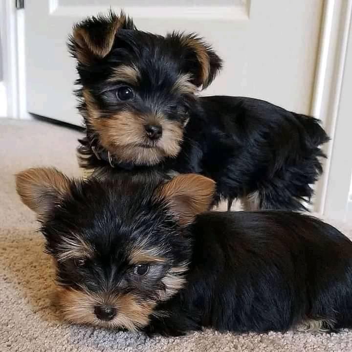 charming  Yorkie Puppies for sale Text :(551) 888 -3483