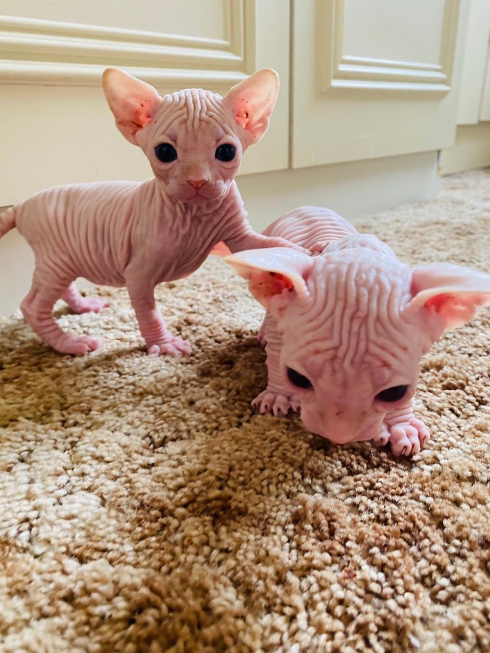 PERFECT  sphynx  kittens for sale