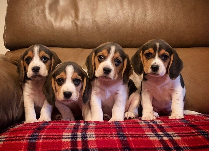 ++Very friendly.. beagle puppies for sale