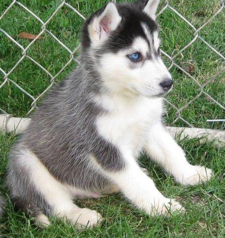 blue eyes Siberian Husky puppies for sale