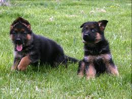 German Shepherd Dog Puppies For Sale