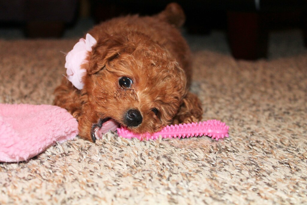 male and female teacup Poodle puppies available