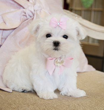 Affectionate Male and Female Maltese Puppies Available