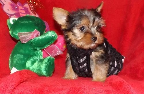 Charming  yorkie Puppies For Sale