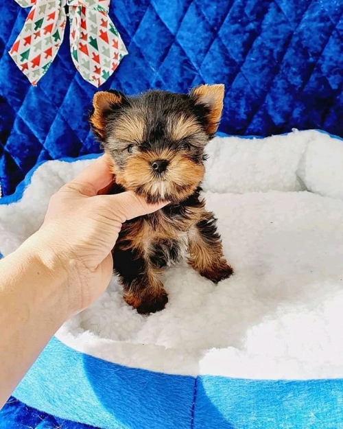 Quality Male And Female Yorkie Puppies For Sale